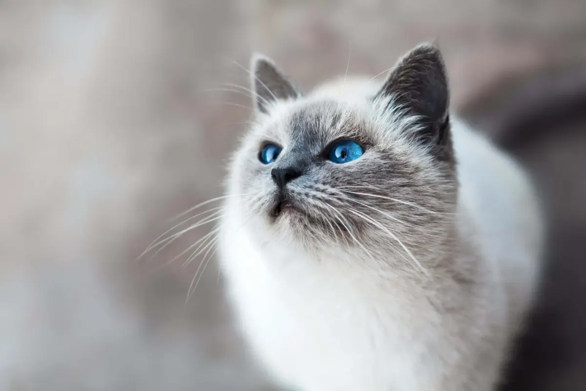 Pet sitting cat with blue eyes