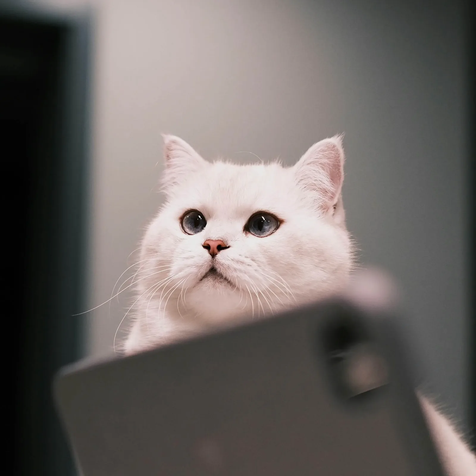 White cat peeking curiously over the top of a laptop screen