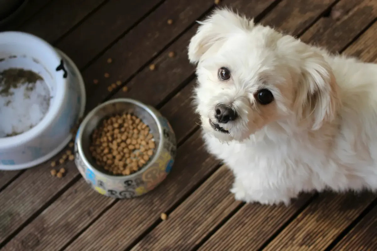 Cute puppy gets fed