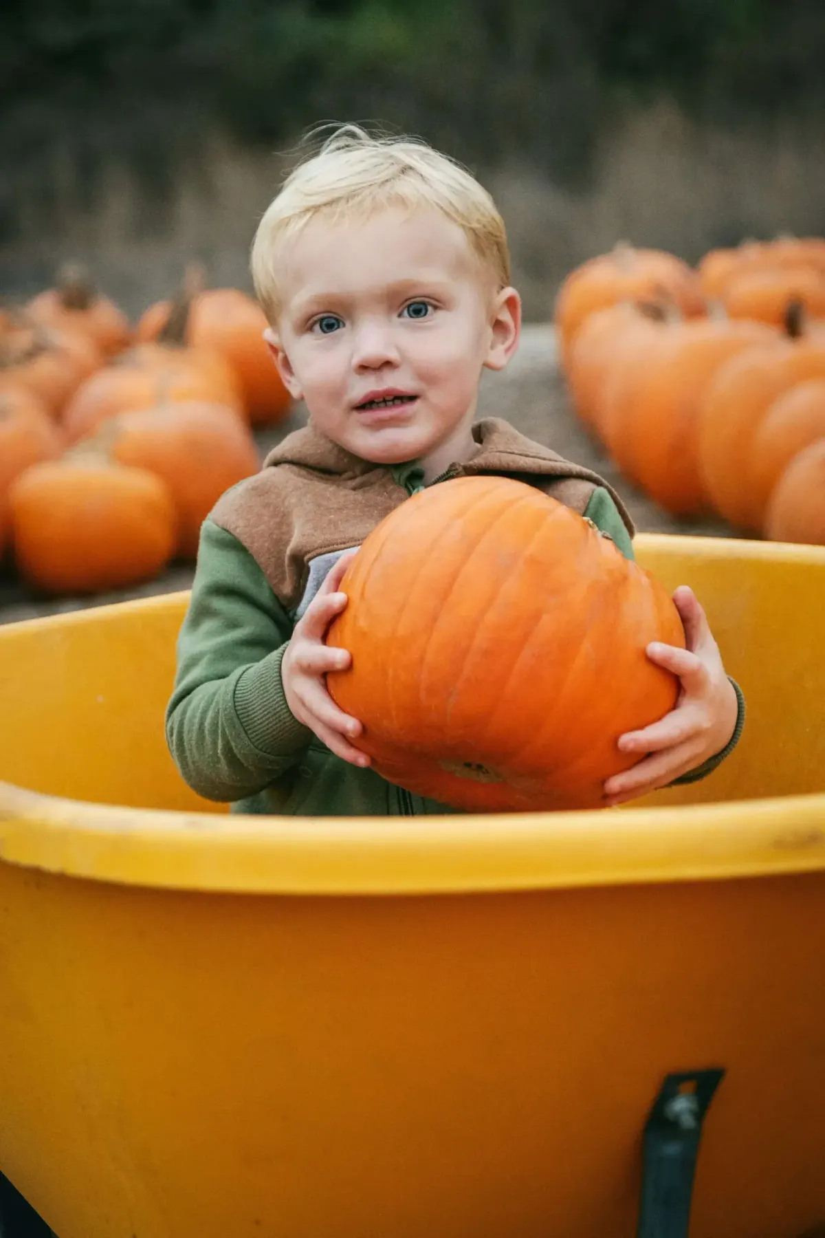 Kid holds a pumpink
