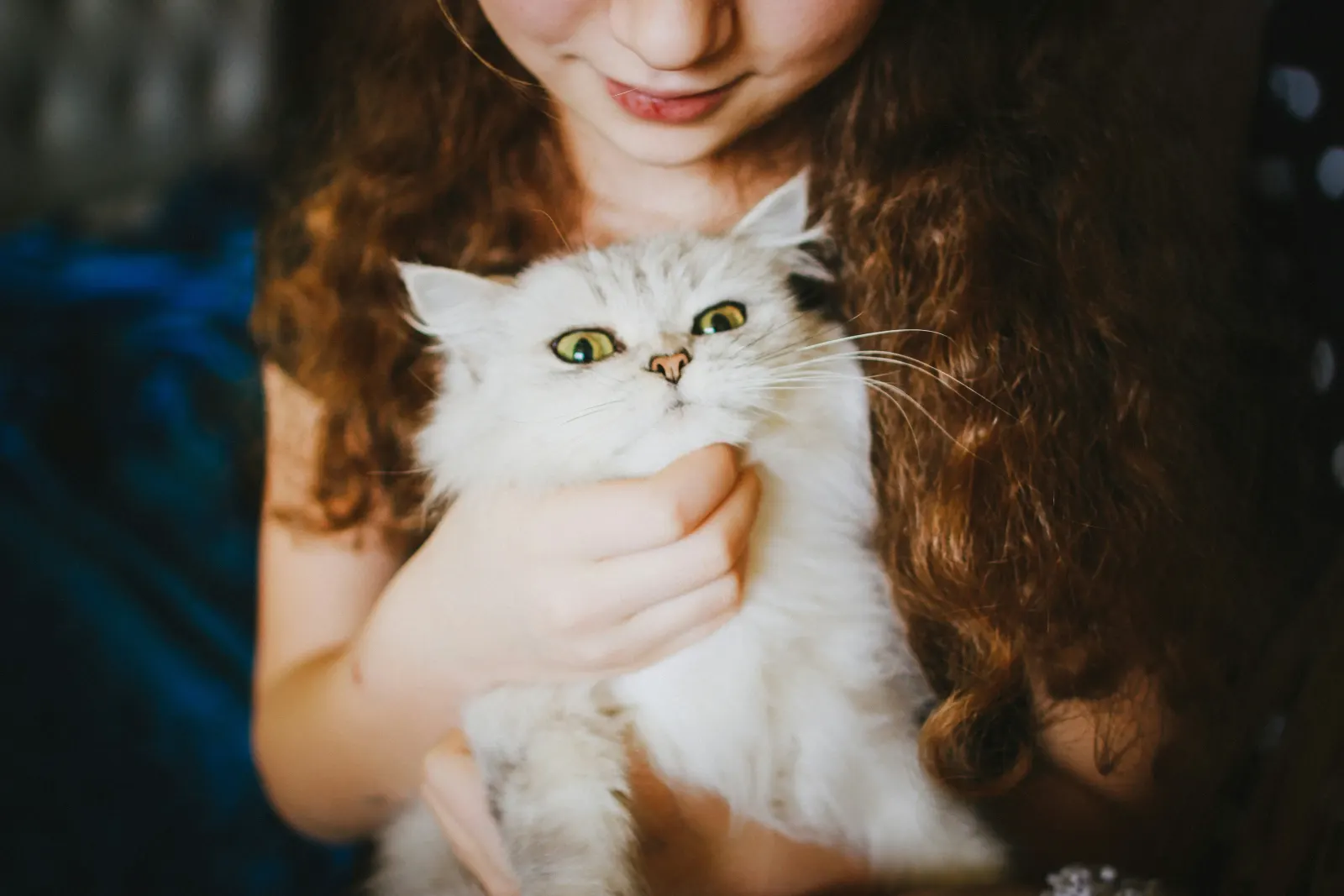 Pet sitting a cute cat
