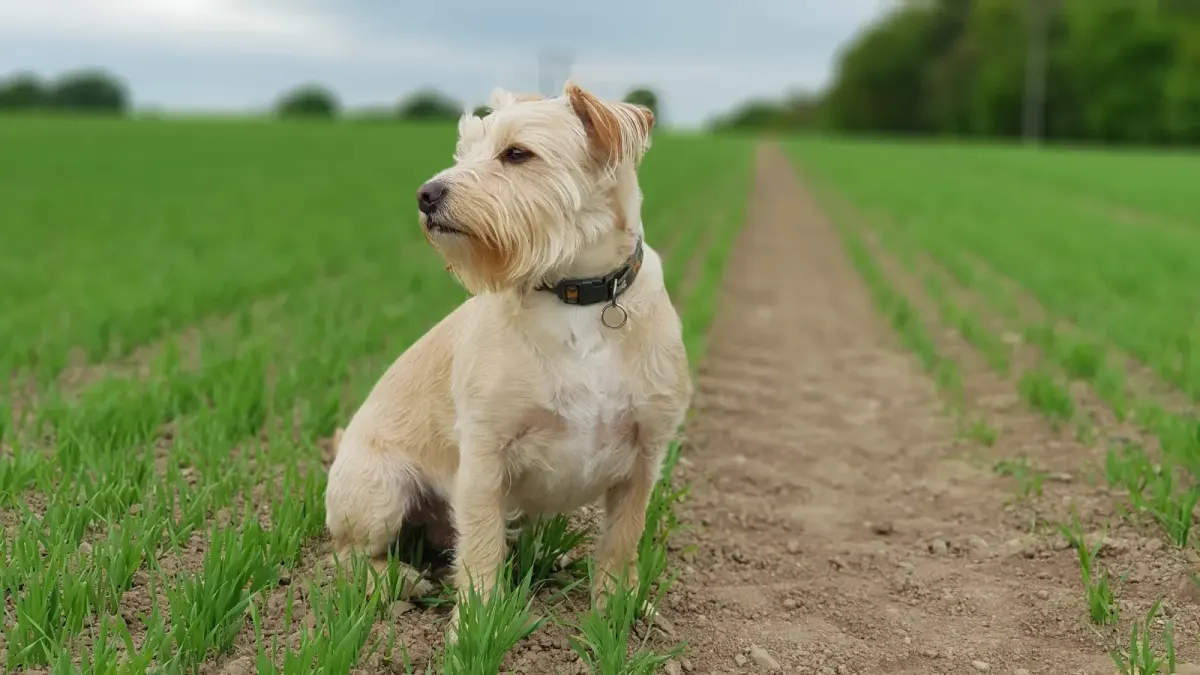 Puppy sitting in the countryside