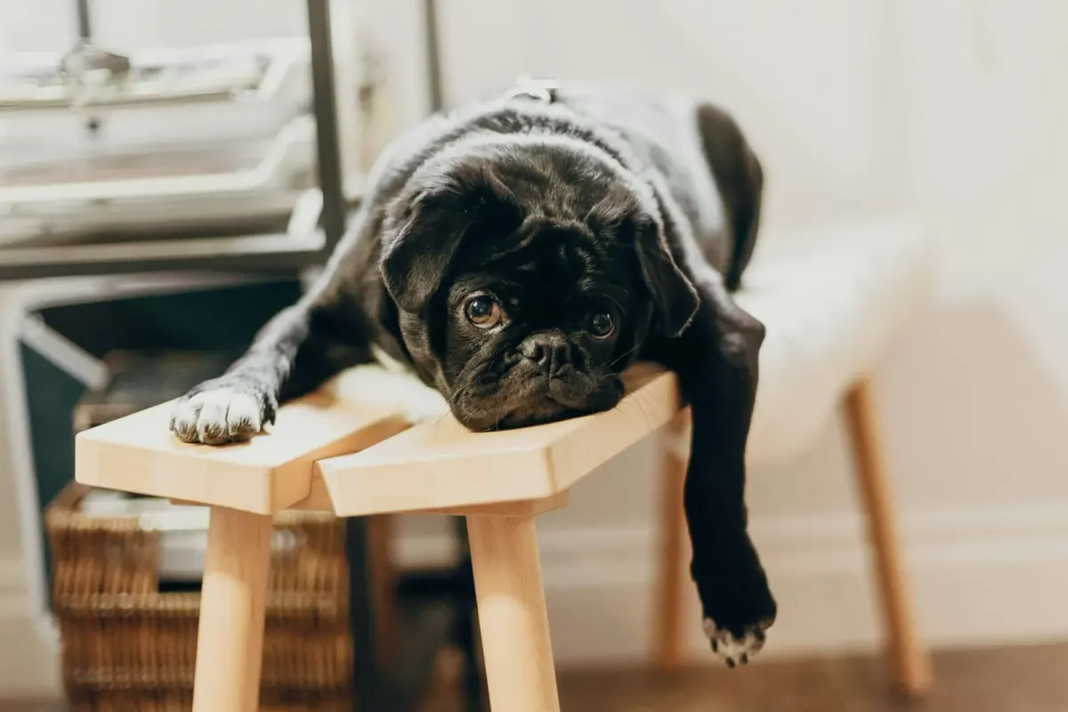 Bored black pug lying stretched out on a wooden stool