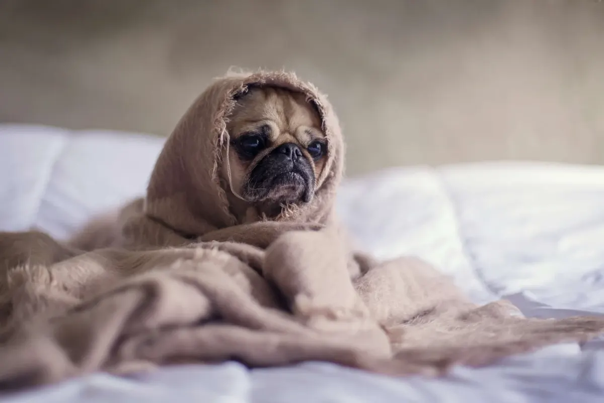 Small dog wrapped up in a blanket like a tiny hood, looking unimpressed